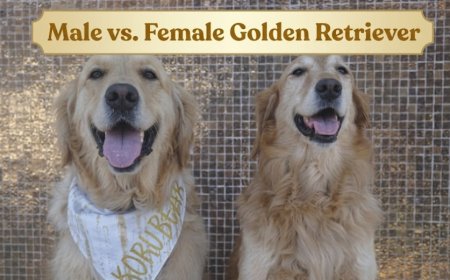 Male vs. Female Golden Retriever: Honest Comparison