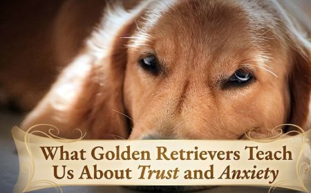 What Golden Retrievers Teach Us About Trust and Anxiety