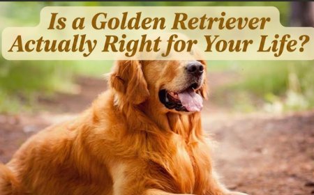 Is a Golden Retriever Actually Right for Your Life?