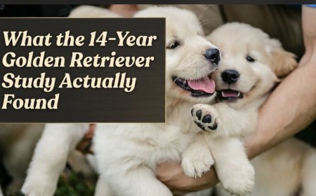 What the 14-Year Golden Retriever Study Actually Found