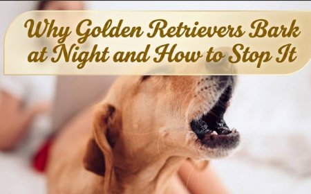 Why Golden Retrievers Bark at Night and How to Stop It