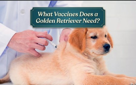 What Vaccines Does a Golden Retriever Need?