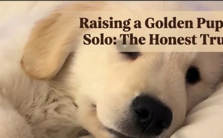 Raising a Golden Puppy Solo: The Honest Truth