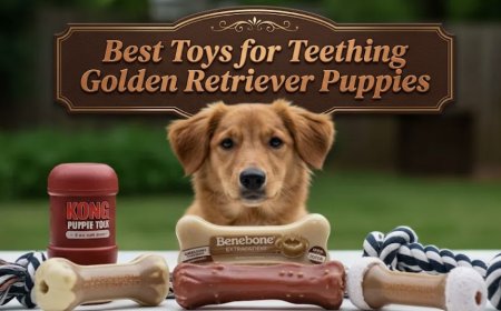 Best Toys for Teething Golden Retriever Puppies
