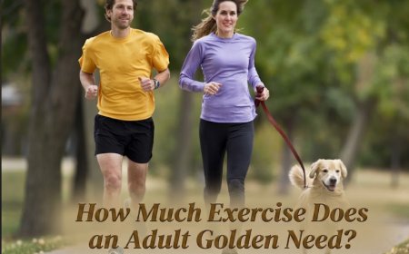 How Much Exercise Does an Adult Golden Need?