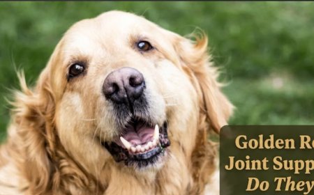 Golden Retriever Joint Supplements: Do They Help?