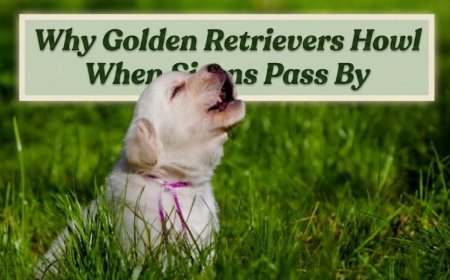 Why Golden Retrievers Howl When Sirens Pass By