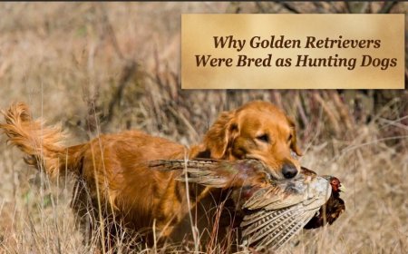 Why Golden Retrievers Were Bred as Hunting Dogs