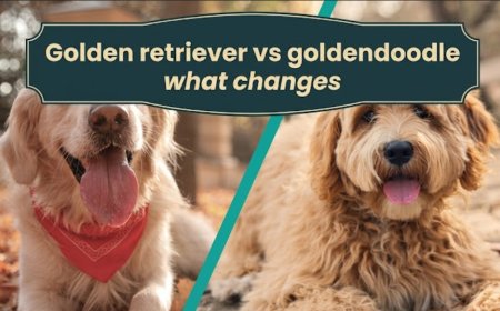 Golden retriever vs goldendoodle what changes