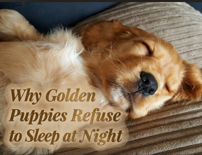 Why Golden Puppies Refuse to Sleep at Night