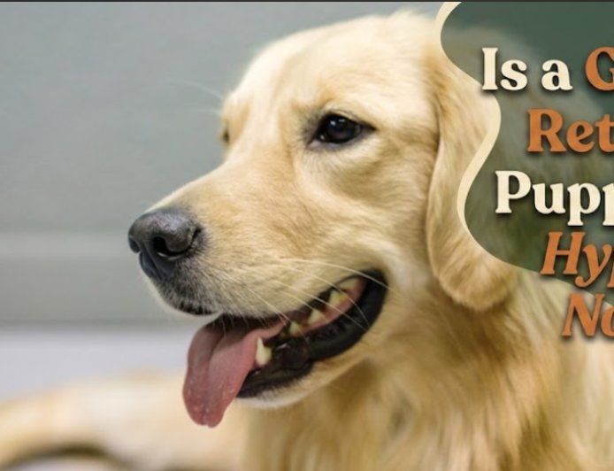 Is a Golden Retriever Puppy Too Hyper or Normal?