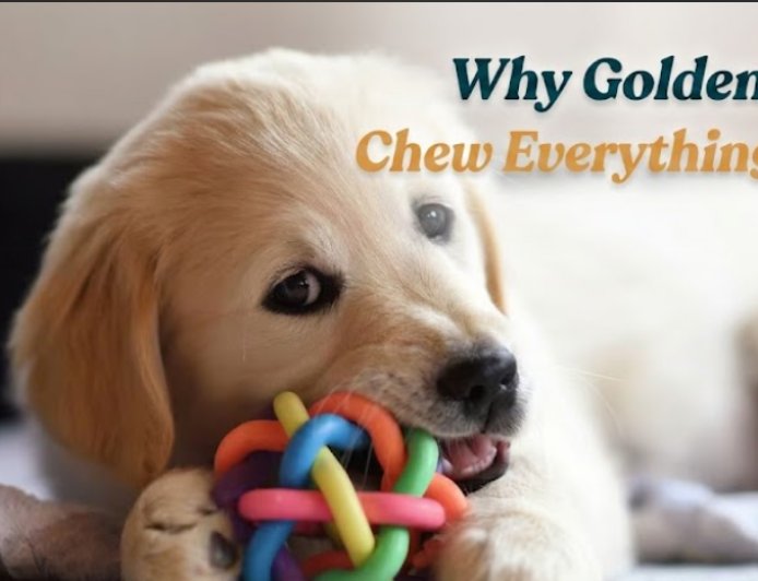 Why Golden Puppies Chew Everything in Sight