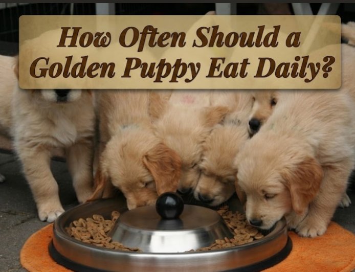How Often Should a Golden Puppy Eat Daily?