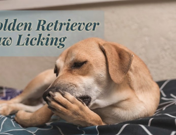 Golden Retriever Paw Licking: What It Really Means
