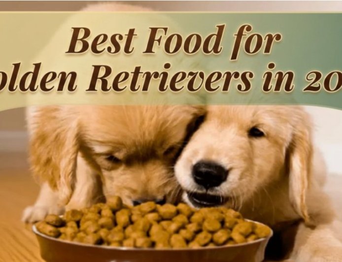Best Food for Golden Retrievers in 2026