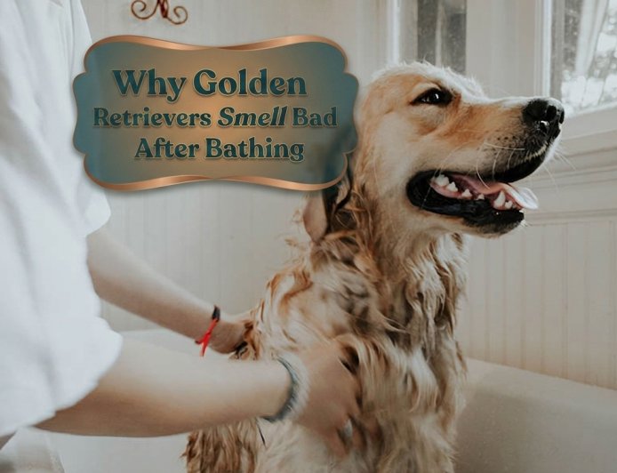 Why Golden Retrievers Smell Bad After Bathing