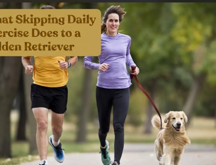 What Skipping Daily Exercise Does to a Golden Retriever