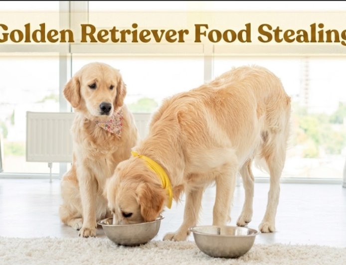 Golden Retriever Food Stealing: Habit or Guarding?