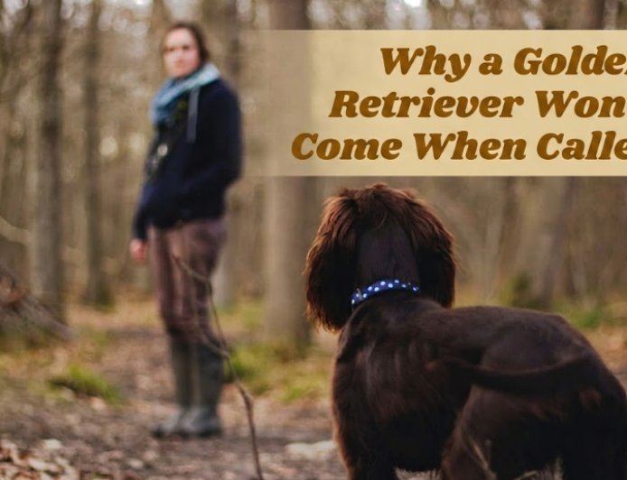 Why a Golden Retriever Won't Come When Called