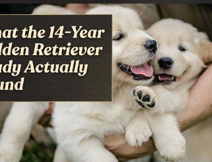 What the 14-Year Golden Retriever Study Actually Found