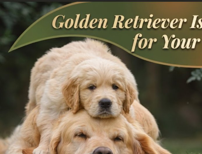 3 Signs a Golden Retriever Is Wrong for Your Home