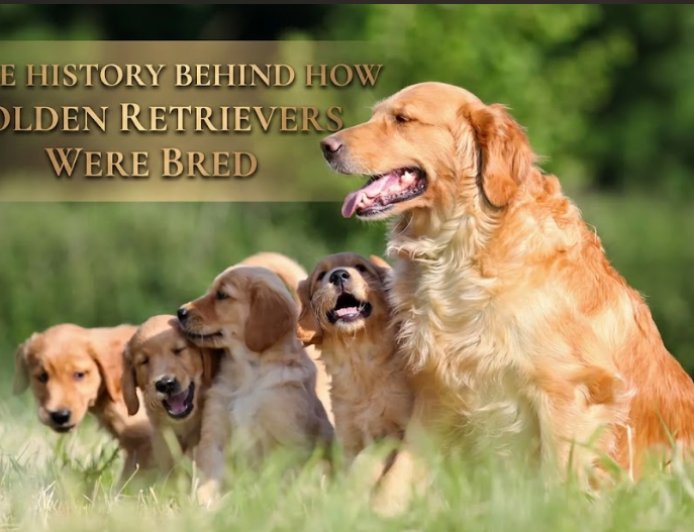 The History Behind How Golden Retrievers Were Bred