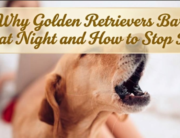 Why Golden Retrievers Bark at Night and How to Stop It