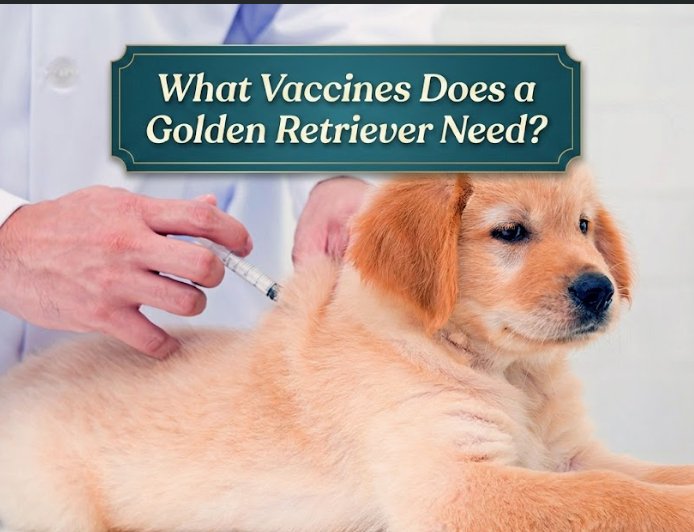 What Vaccines Does a Golden Retriever Need?