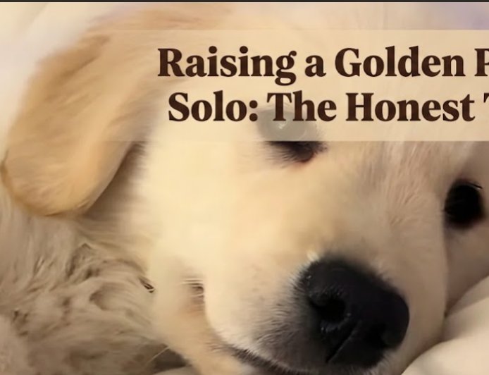 Raising a Golden Puppy Solo: The Honest Truth