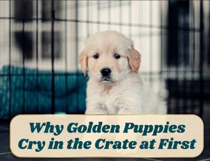 Why Golden Puppies Cry in the Crate at First