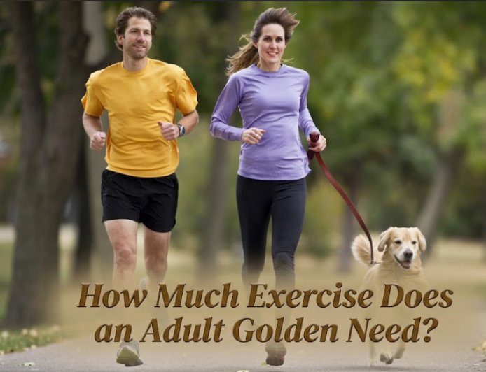 How Much Exercise Does an Adult Golden Need?