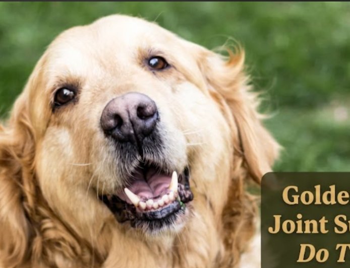 Golden Retriever Joint Supplements: Do They Help?