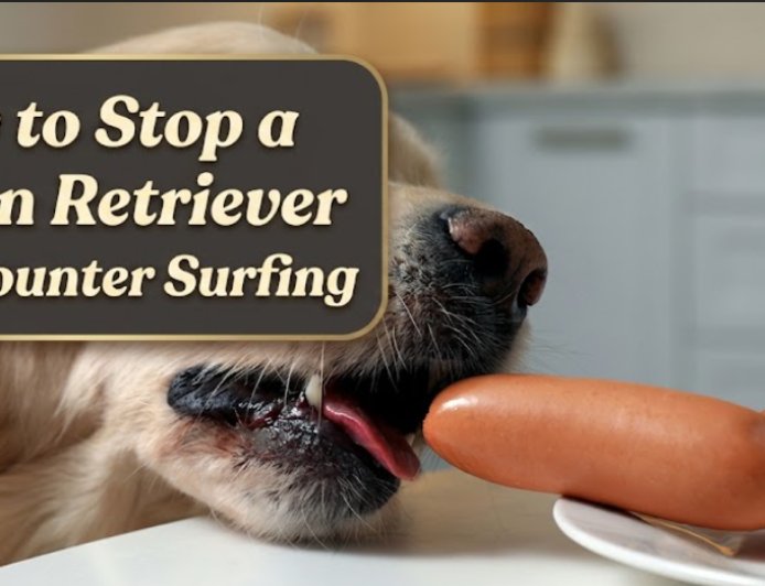 How to Stop a Golden Retriever From Counter Surfing