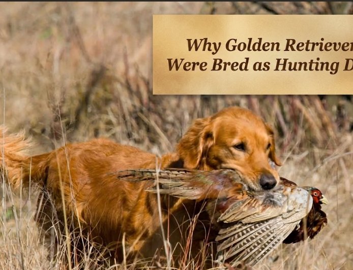 Why Golden Retrievers Were Bred as Hunting Dogs