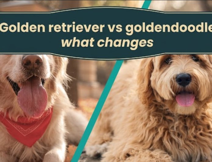 Golden retriever vs goldendoodle what changes