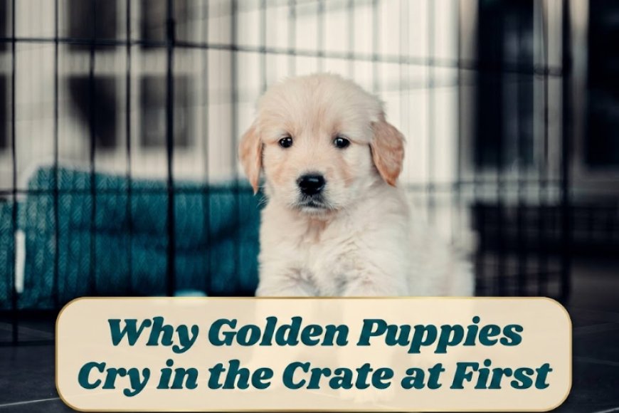 Why Golden Puppies Cry in the Crate at First