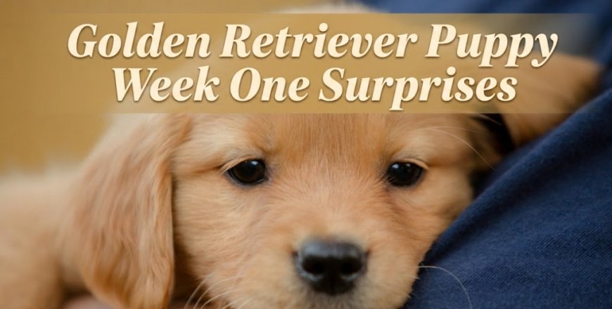 Golden Retriever Puppy Week One Surprises