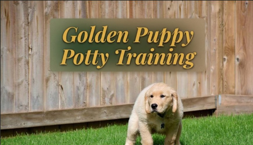 Golden Puppy Potty Training: Real Timeline