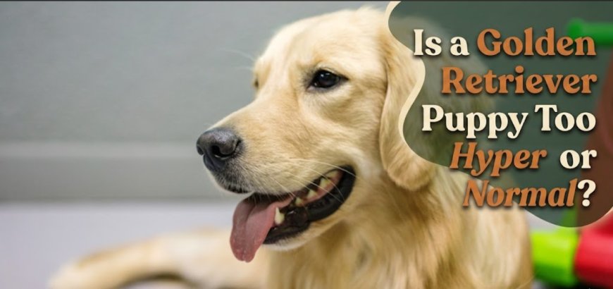 Is a Golden Retriever Puppy Too Hyper or Normal?