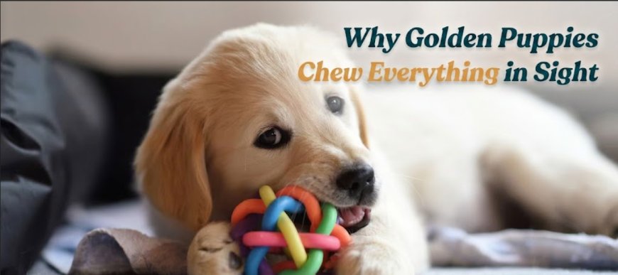 Why Golden Puppies Chew Everything in Sight