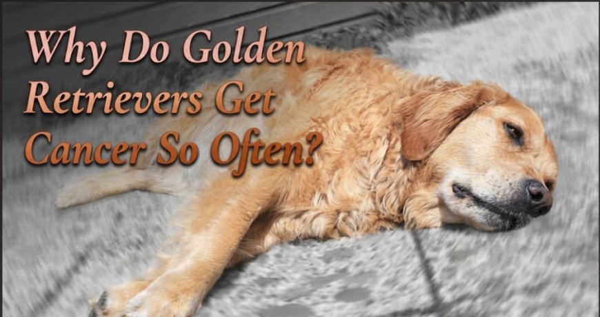 Why Do Golden Retrievers Get Cancer So Often?