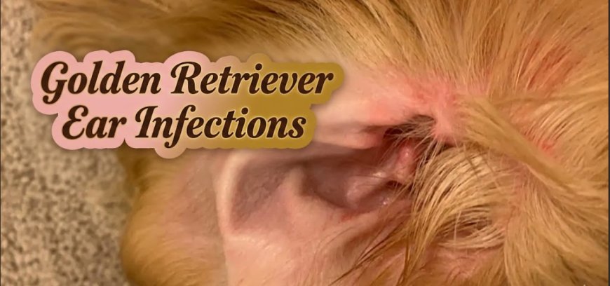 Golden Retriever Ear Infections: Why They Keep Coming Back