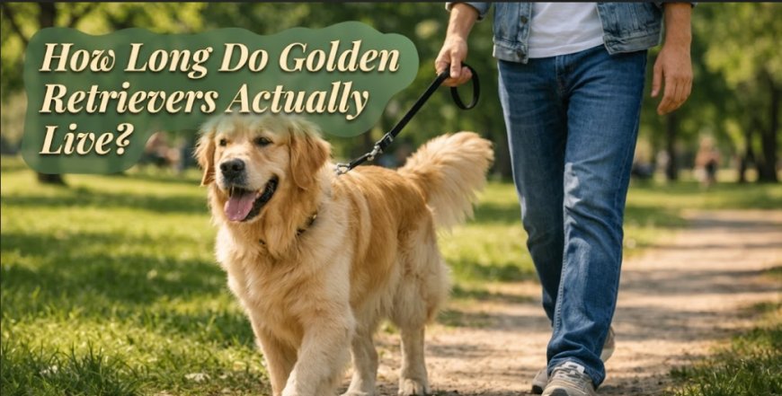 How Long Do Golden Retrievers Actually Live?