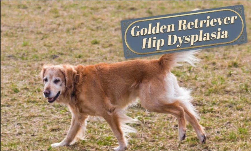 Golden Retriever Hip Dysplasia: Early Warning Signs