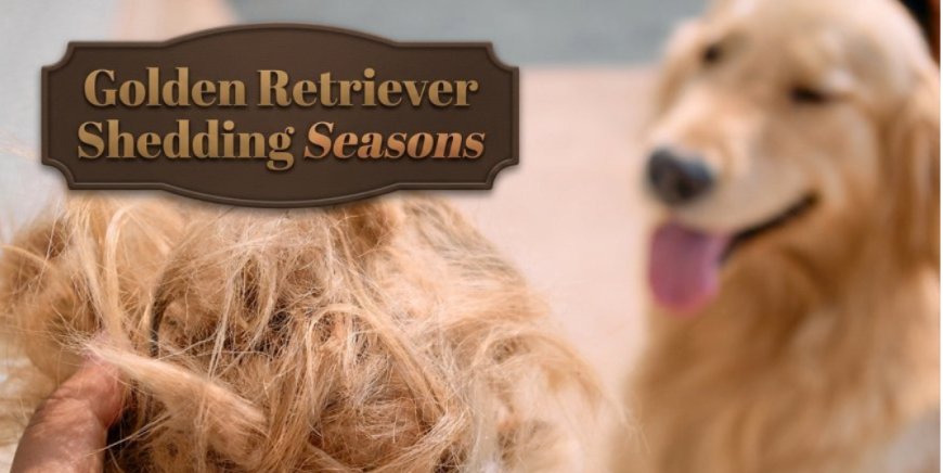 Golden Retriever Shedding Seasons: What to Expect