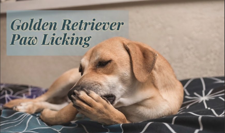 Golden Retriever Paw Licking: What It Really Means