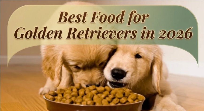 Best Food for Golden Retrievers in 2026