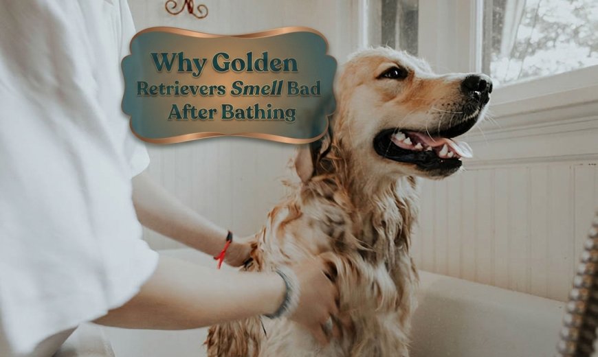 Why Golden Retrievers Smell Bad After Bathing