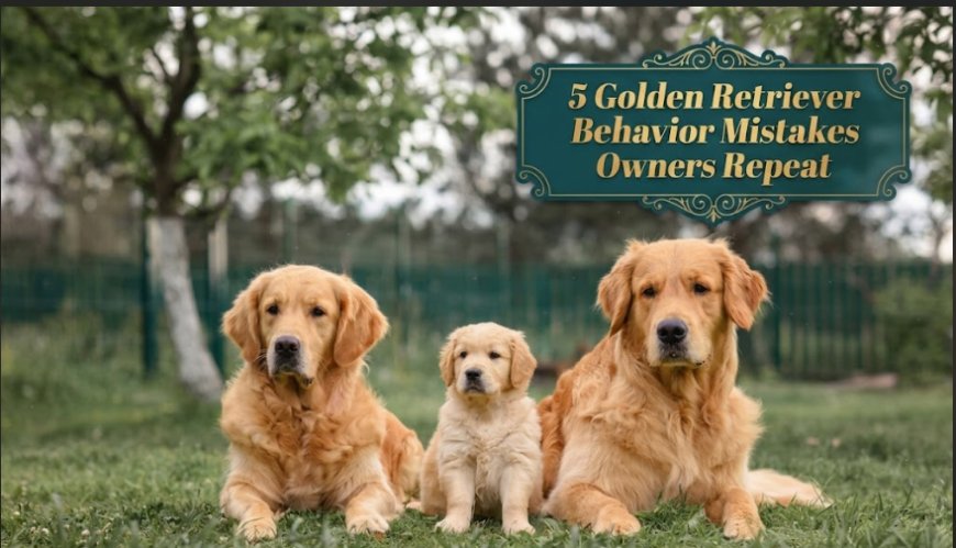5 Golden Retriever Behavior Mistakes Owners Repeat