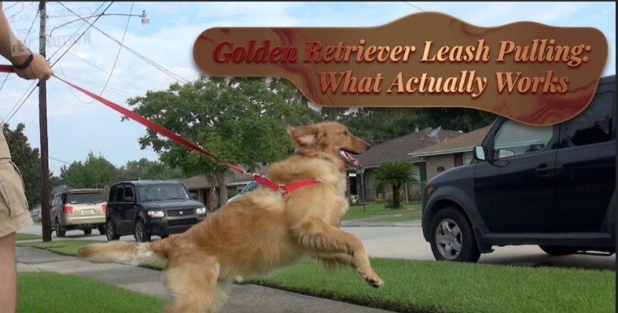 Golden Retriever Leash Pulling: What Actually Works